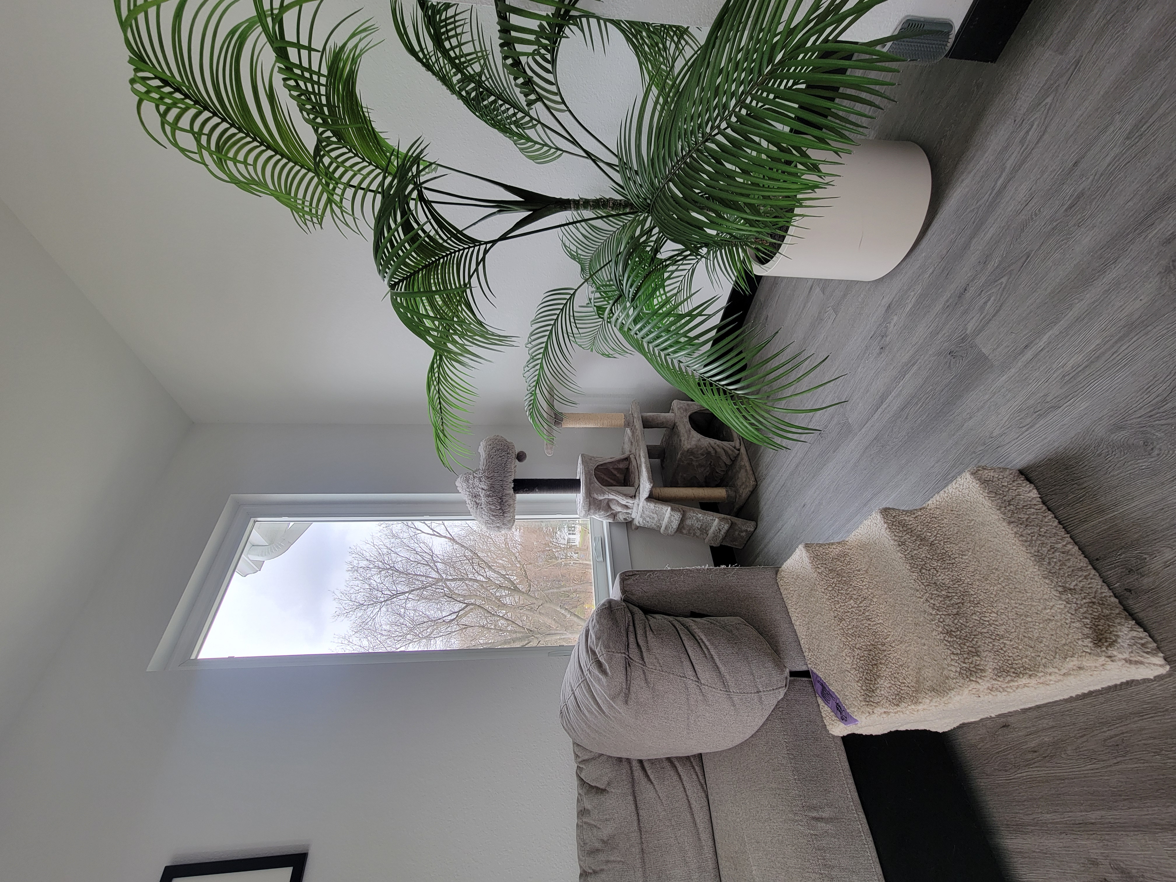 Cat boarding setup with comfortable private space