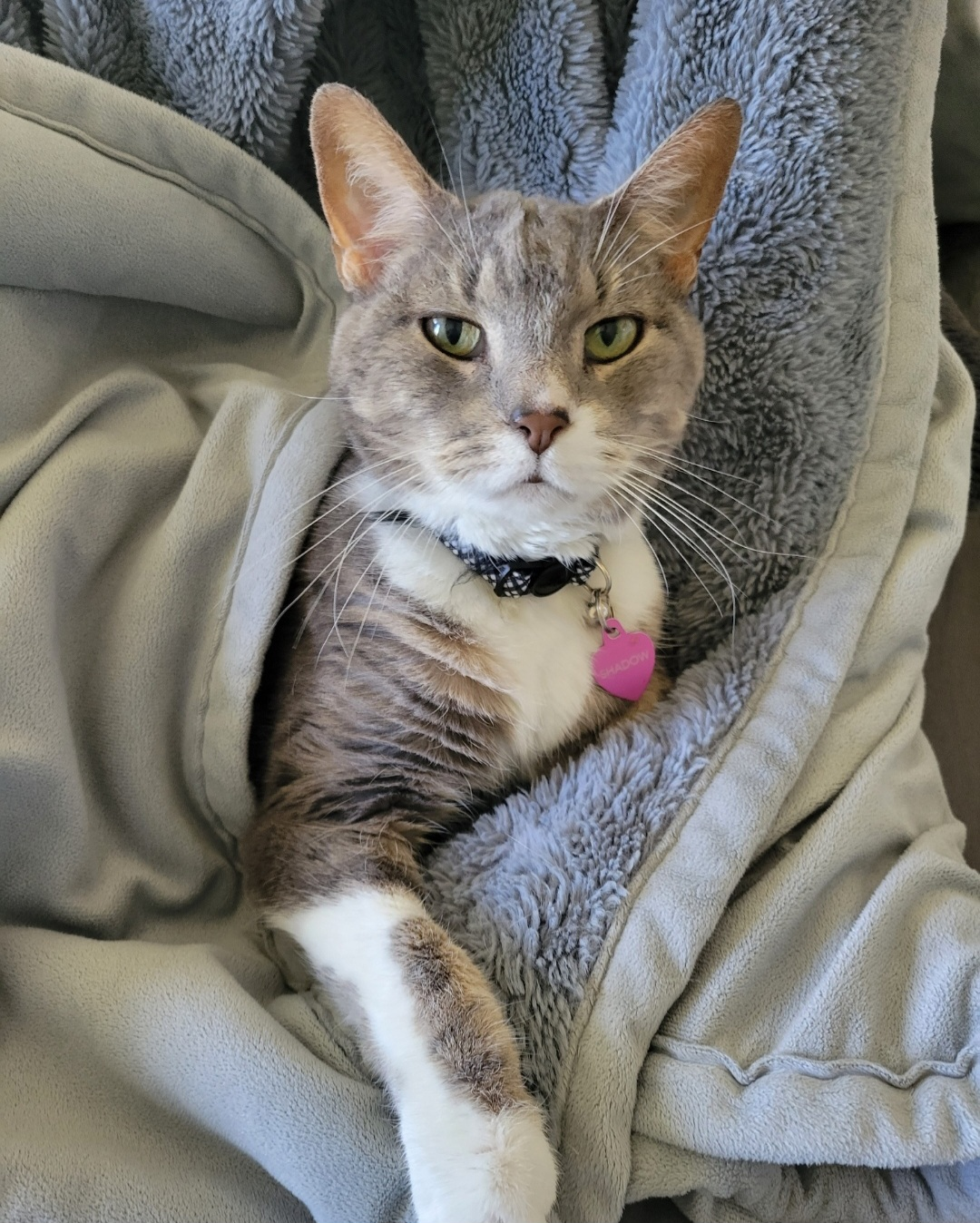 Cat visit service from Pawsitive Pet Care