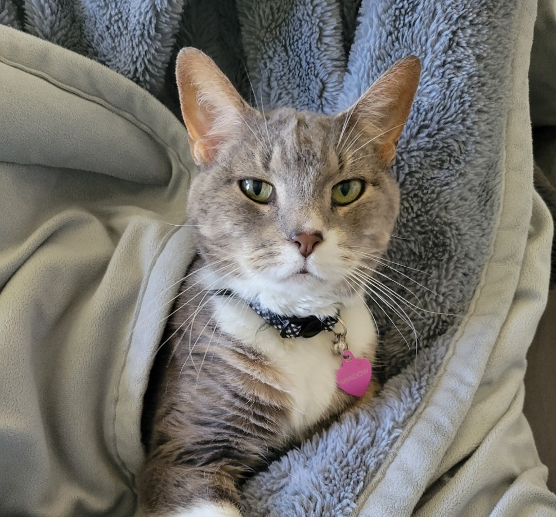 cat care in Fitchburg WI